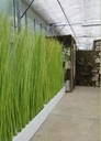 Bambou / Osier, 200 x ht 180-200 cm