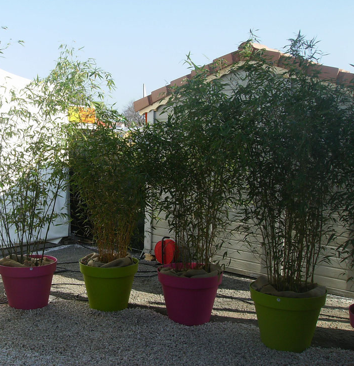 Plantes type ficus, kentias, bambous - Ht 1,50 m / 2,00 m