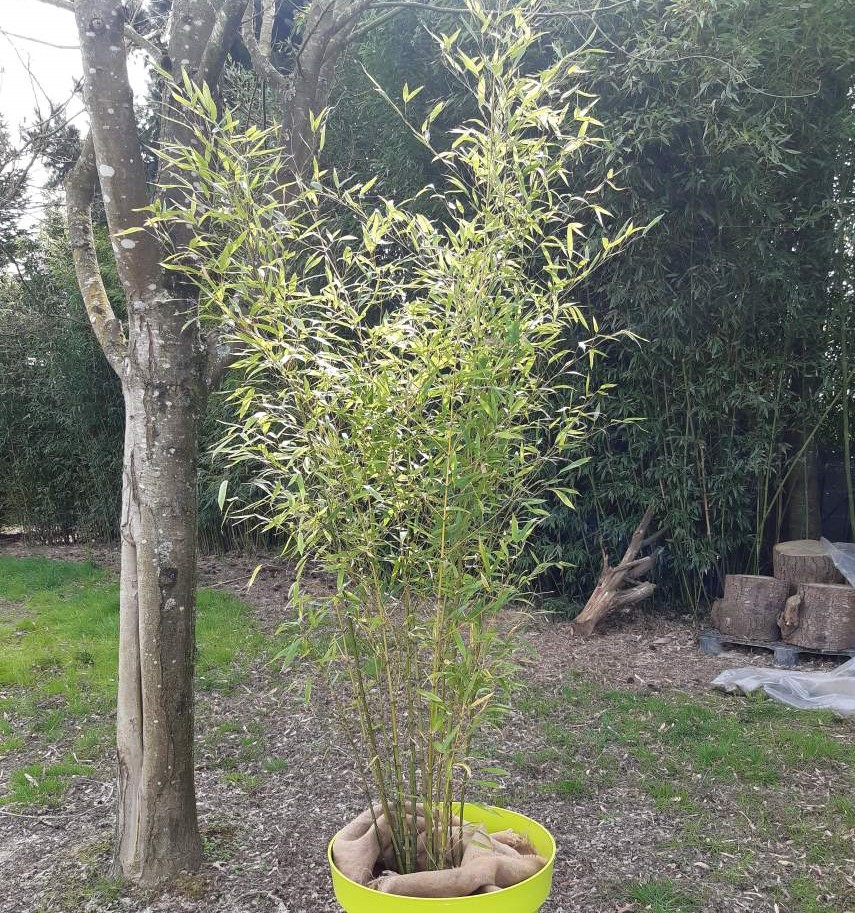 Plantes type ficus, kentias, bambous - Ht 1,50 m / 2,00 m