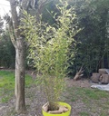 Plantes type ficus, kentias, bambous - Ht 1,50 m / 2,00 m