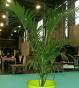 Plantes type ficus, kentias, bambous - Ht 1,50 m / 2,00 m