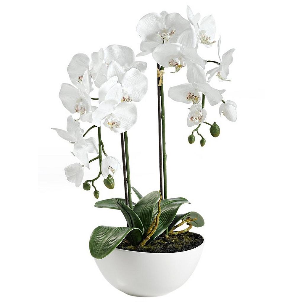 Composition végétale de comptoir orchidée ht 650 m/m