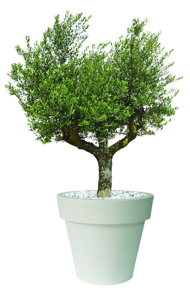 Composition végétale XXL avec olivier